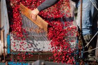Guide to evaluating fresh produce supplier safety compliance in Europe